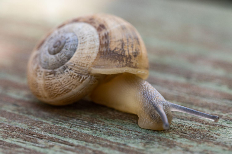 Tout savoir pour preparer des escargots surgeles a la perfection